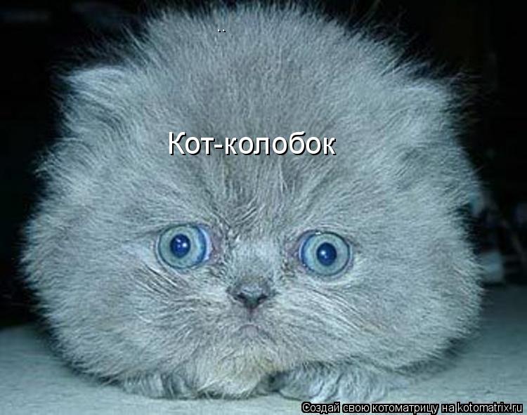 Кот-колобок... Котоматрица: Кот-колобок