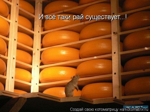 И всё таки рай существует...!... Котоматрица: И всё таки рай существует...!