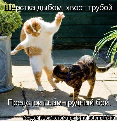 Шёрстка дыбом, хвост трубой Предстоит нам трудный бой.... Котоматрица: Шёрстка дыбом, хвост трубой Предстоит нам трудный бой.