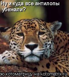 Ну и куда все антилопы убежали?... Котоматрица: Ну и куда все антилопы убежали?
