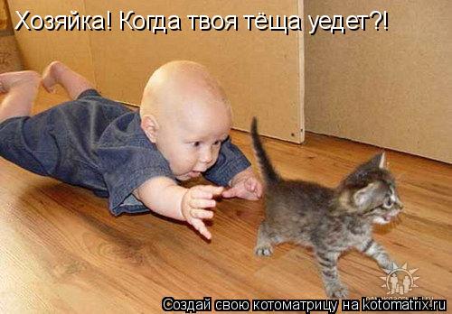 Хозяйка! Когда твоя тёща уедет?!... Котоматрица: Хозяйка! Когда твоя тёща уедет?!