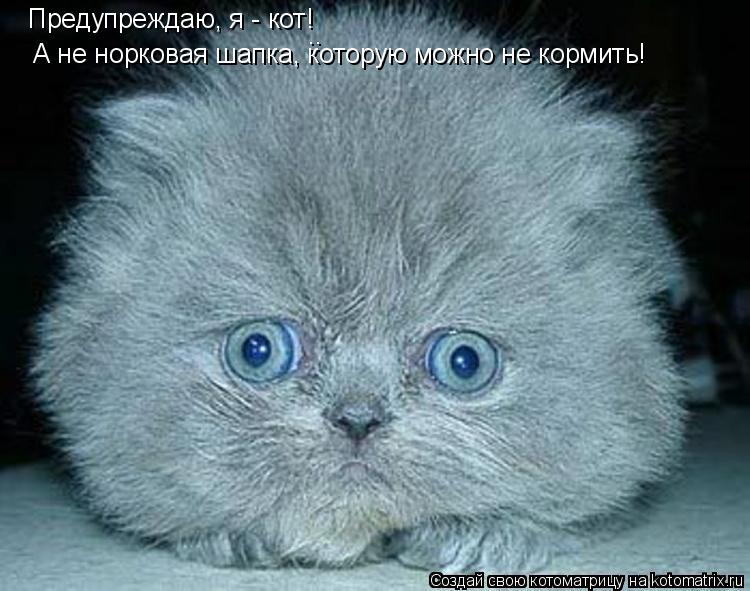 Предупреждаю, я - кот! А не норковая шапка, которую можно не кормить!... Котоматрица: Предупреждаю, я - кот! А не норковая шапка, которую можно не кормить!