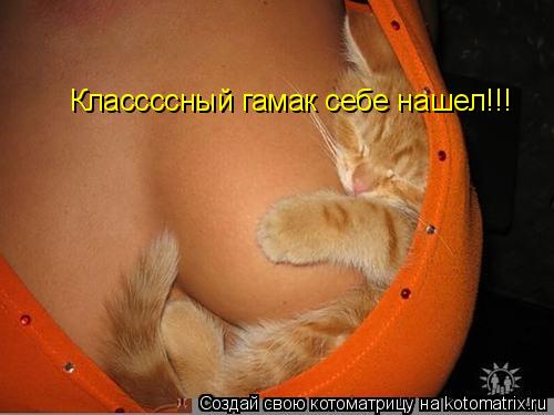 Классссный гамак себе нашел!!!... Котоматрица: Классссный гамак себе нашел!!!