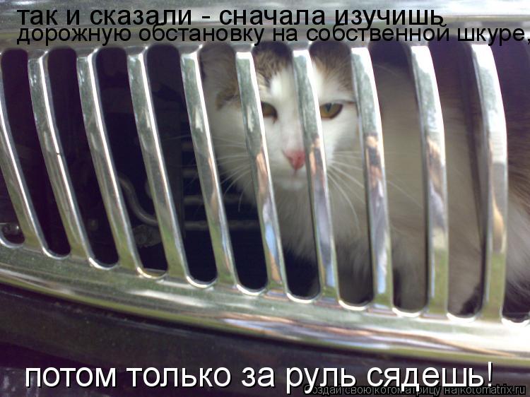 так и сказали - сначала изучишь дорожную обстановку на собственной шкуре, потом только за руль сяде... Котоматрица: так и сказали - сначала изучишь дорожную обстановку на собственной шкуре, потом только за руль сядешь!