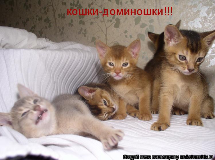 Котоматрица: кошки-доминошки!!!