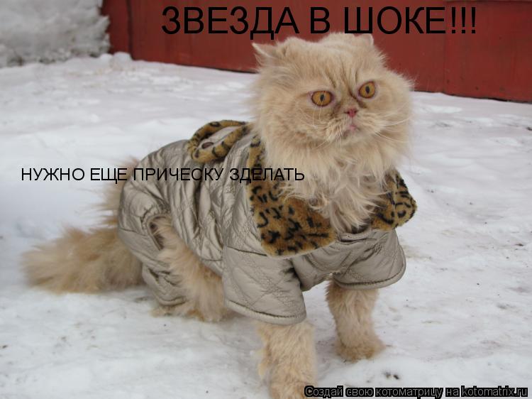 ЗВЕЗДА В ШОКЕ!!! НУЖНО ЕЩЕ ПРИЧЕСКУ ЗДЕЛАТЬ... Котоматрица: ЗВЕЗДА В ШОКЕ!!! НУЖНО ЕЩЕ ПРИЧЕСКУ ЗДЕЛАТЬ
