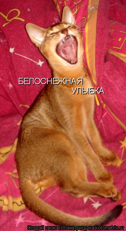БЕЛОСНЕЖНАЯ УЛЫБКА... Котоматрица: БЕЛОСНЕЖНАЯ УЛЫБКА