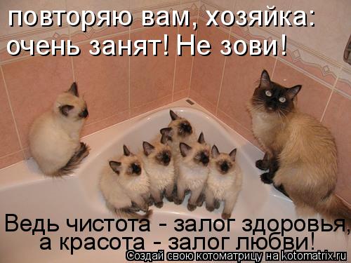 повторяю вам, хозяйка: очень занят! Не зови! Ведь чистота - залог здоровья, а красота - залог любви... Котоматрица: повторяю вам, хозяйка: очень занят! Не зови! Ведь чистота - залог здоровья, а красота - залог любви!