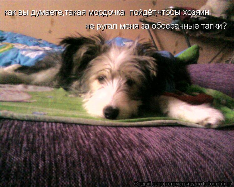 как вы думаете,такая мордочка пойдёт,чтобы хозяин не ругал меня за обосранные тапки?... Котоматрица: как вы думаете,такая мордочка пойдёт,чтобы хозяин не ругал меня за обосранные тапки?
