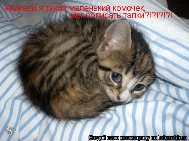 неужели,я такой маленький комочек, мог обписать тапки?!?!?!?!... Котоматрица: неужели,я такой маленький комочек, мог обписать тапки?!?!?!?!