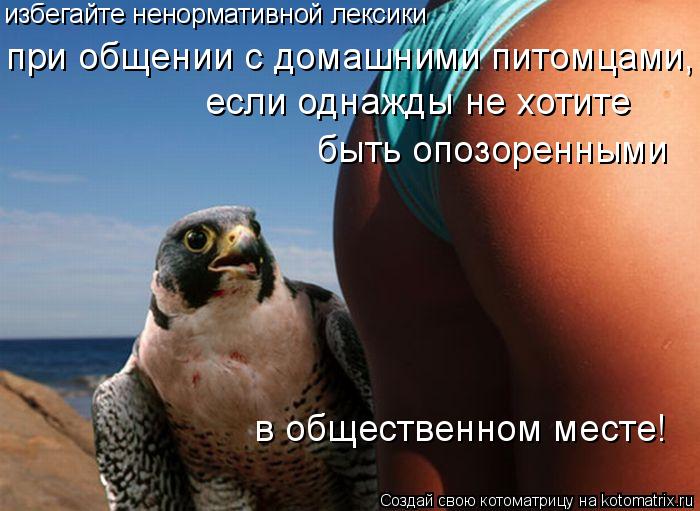 избегайте ненормативной лексики при общении с домашними питомцами, если однажды не хотите быть опозо... Котоматрица: избегайте ненормативной лексики при общении с домашними питомцами, если однажды не хотите быть опозоренными в общественном месте!