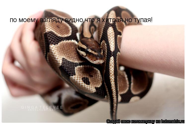по моему взгляду видно,что я хитрая но тупая!... Котоматрица: по моему взгляду видно,что я хитрая но тупая!