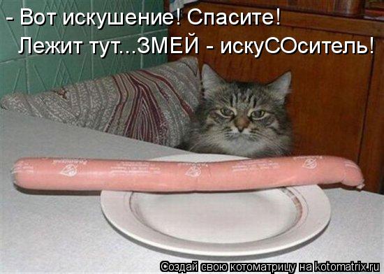 - Вот искушение! Спасите! Лежит тут...ЗМЕЙ - искуСОситель!... Котоматрица: - Вот искушение! Спасите! Лежит тут...ЗМЕЙ - искуСОситель!