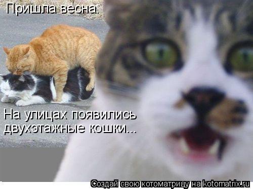 Пришла весна. На улицах появились двухэтажные кошки...... Котоматрица: Пришла весна. На улицах появились двухэтажные кошки...