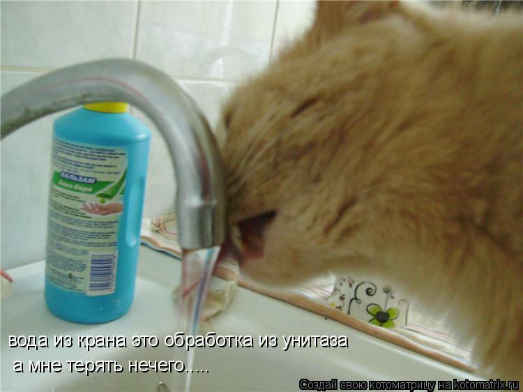 вода из крана это обработка из унитаза а мне терять нечего........ Котоматрица: вода из крана это обработка из унитаза а мне терять нечего.....