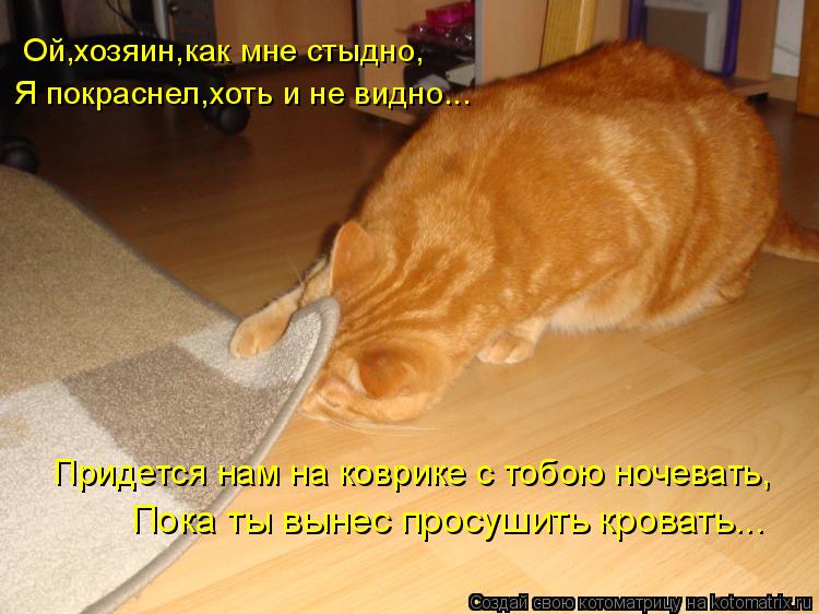 Ой,хозяин,как мне стыдно, Я покраснел,хоть и не видно... Придется нам на коврике с тобою ночевать, По... Котоматрица: Ой,хозяин,как мне стыдно, Я покраснел,хоть и не видно... Придется нам на коврике с тобою ночевать, Пока ты вынес просушить кровать...