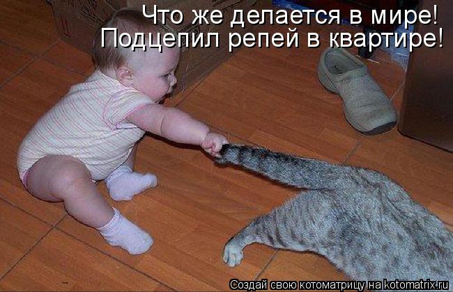 Что же делается в мире! Подцепил репей в квартире!... Котоматрица: Что же делается в мире! Подцепил репей в квартире!
