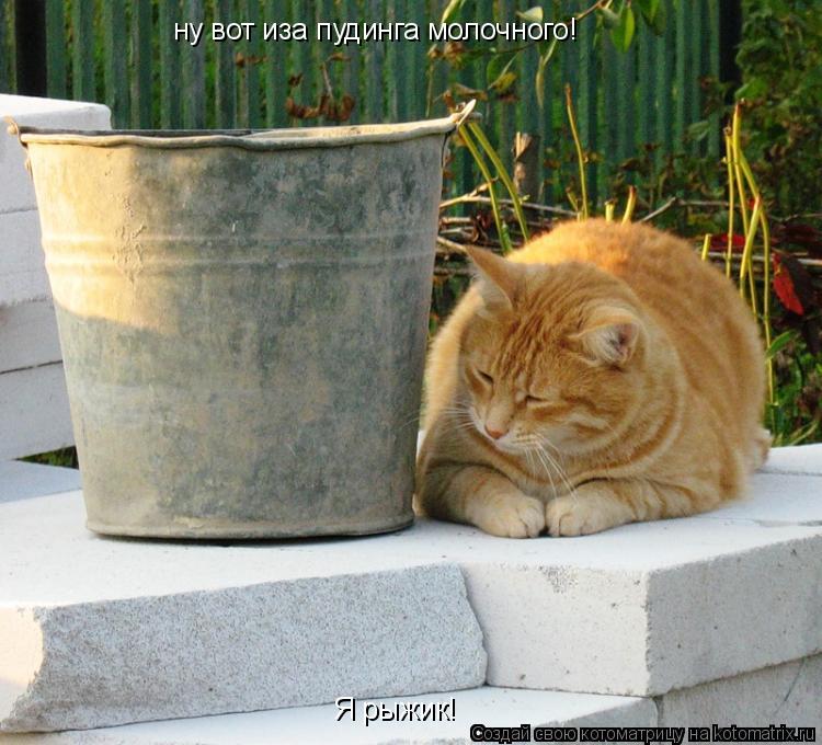 ну вот иза пудинга молочного! Я рыжик!... Котоматрица: ну вот иза пудинга молочного! Я рыжик!