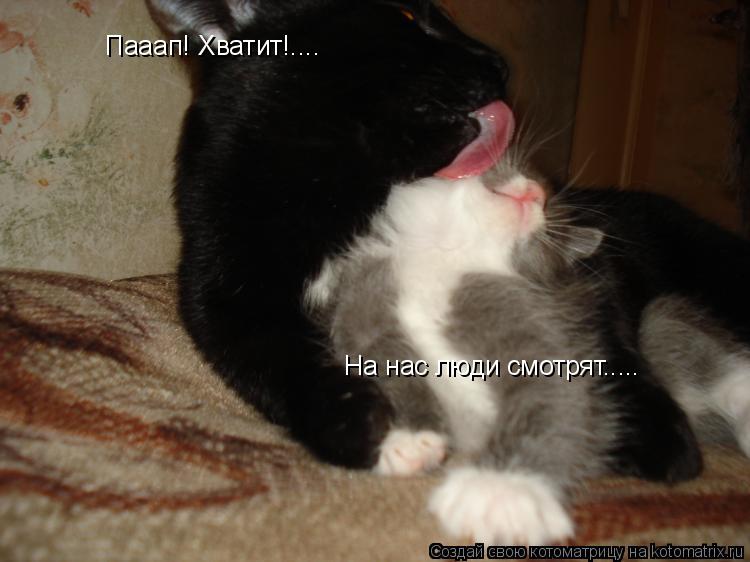 Пааап! Хватит!.... На нас люди смотрят........ Котоматрица: Пааап! Хватит!.... На нас люди смотрят.....