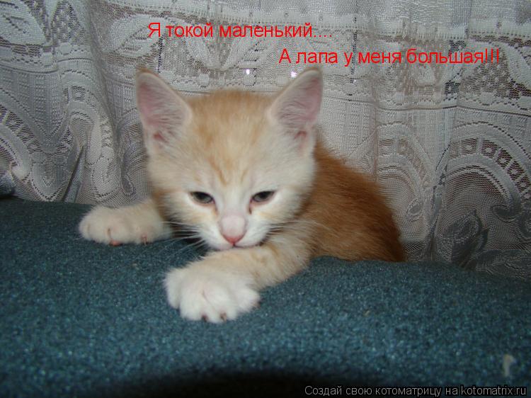 Я токой маленький.... А лапа у меня большая!!!... Котоматрица: Я токой маленький.... А лапа у меня большая!!!