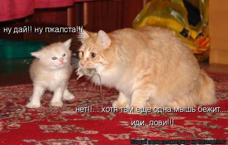ну дай!! ну пжалста!!! нет!!... хотя там еще одна мышь бежит..... иди, лови!!!... Котоматрица: ну дай!! ну пжалста!!! нет!!... хотя там еще одна мышь бежит..... иди, лови!!!