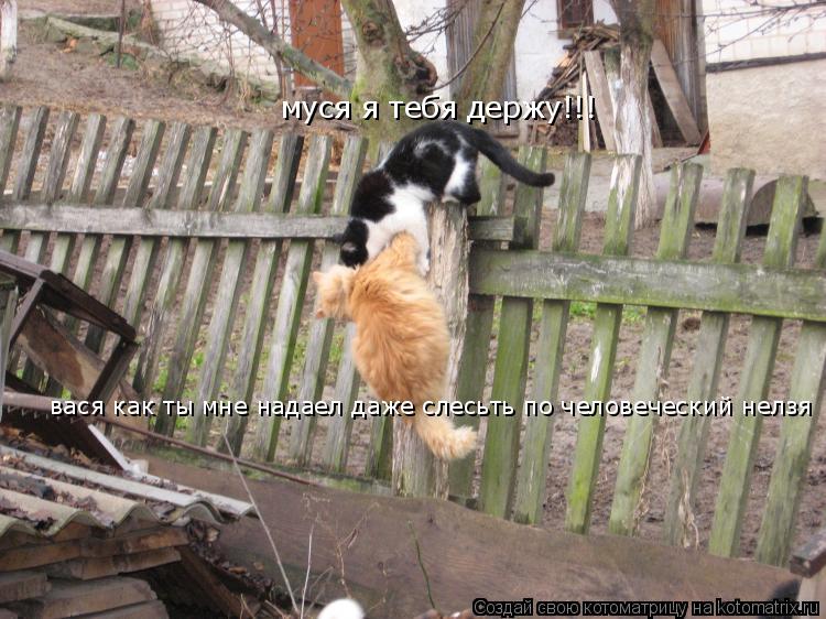 муся я тебя держу!!! вася как ты мне надаел даже слесьть по человеческий нелзя... Котоматрица: муся я тебя держу!!! вася как ты мне надаел даже слесьть по человеческий нелзя