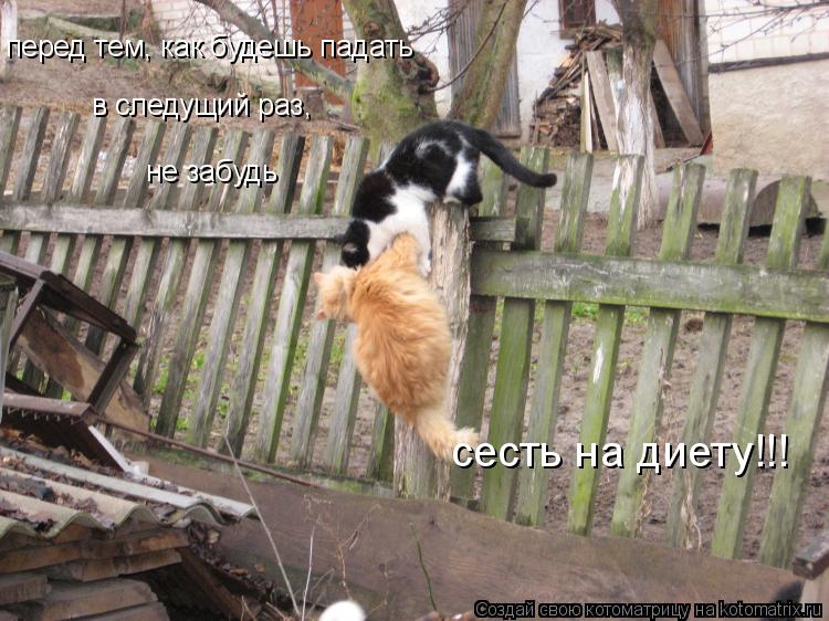 перед тем, как будешь падать в следущий раз, не забудь сесть на диету!!!... Котоматрица: перед тем, как будешь падать в следущий раз, не забудь сесть на диету!!!