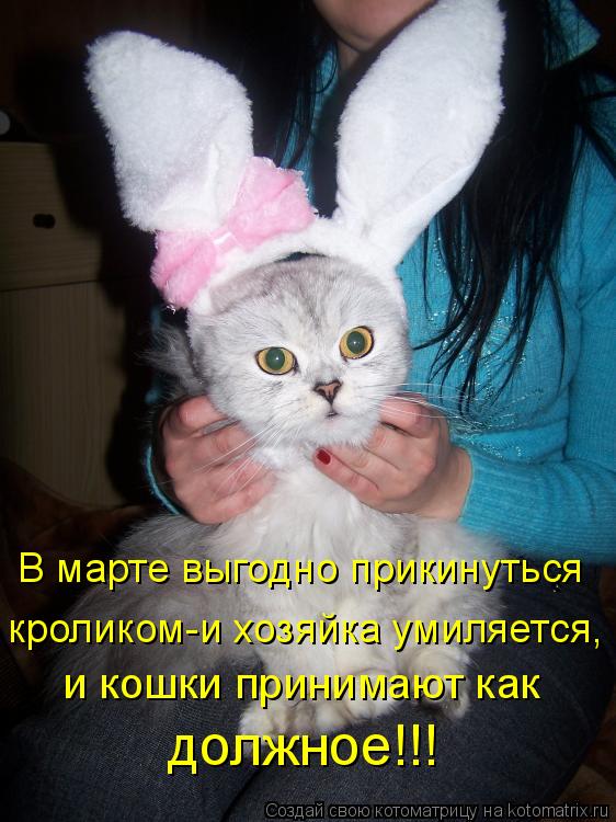 В марте выгодно прикинуться кроликом-и хозяйка умиляется, и кошки принимают как должное!!!... Котоматрица: В марте выгодно прикинуться кроликом-и хозяйка умиляется, и кошки принимают как должное!!!