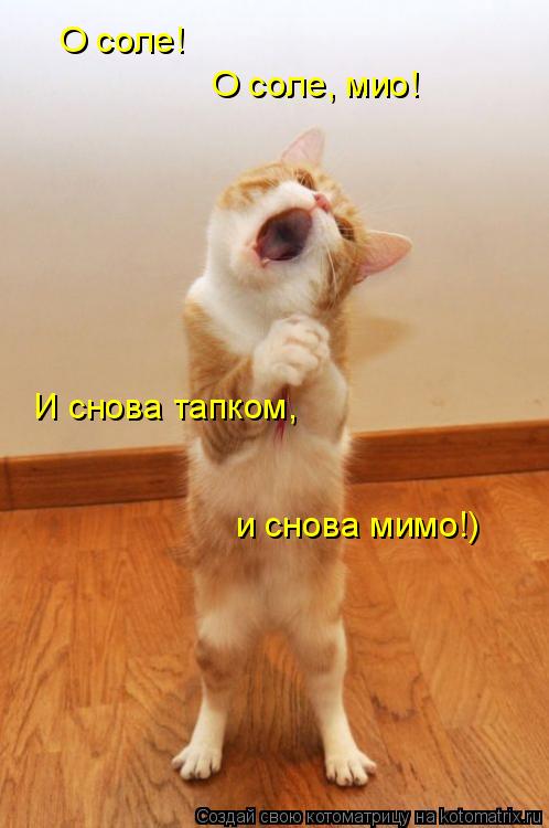 О соле! О соле, мио! И снова тапком, и снова мимо!)... Котоматрица: О соле! О соле, мио! И снова тапком, и снова мимо!)