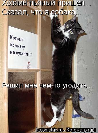 Хозяин пьяный пришел... Сказал, что я собака... Решил мне чем-то угодить..... Котоматрица: Хозяин пьяный пришел... Сказал, что я собака... Решил мне чем-то угодить..