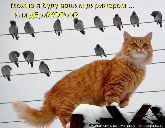- Можно я буду вашим дирижером ... или дЕриЖОРом?... Котоматрица: - Можно я буду вашим дирижером ... или дЕриЖОРом?