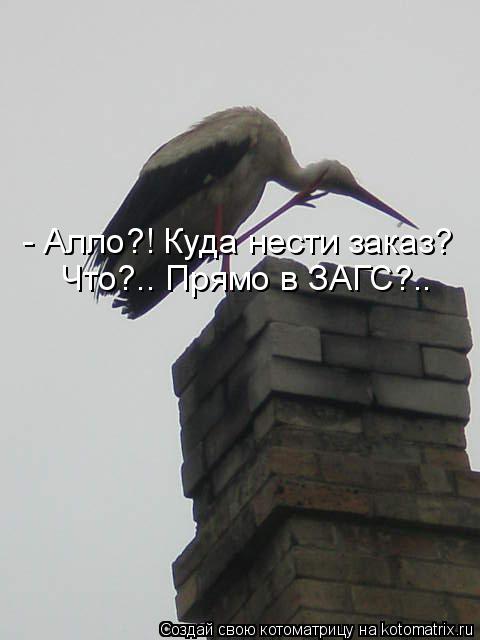 - Алло?! Куда нести заказ? Что?.. Прямо в ЗАГС?..... Котоматрица: - Алло?! Куда нести заказ? Что?.. Прямо в ЗАГС?..