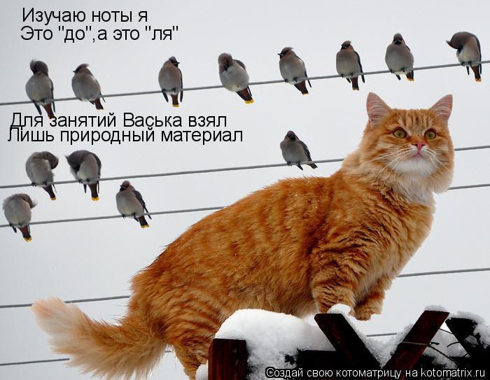 Изучаю ноты я Это "до",а это "ля" Для занятий Васька взял Лишь природный материал... Котоматрица: Изучаю ноты я Это "до",а это "ля" Для занятий Васька взял Лишь природный материал