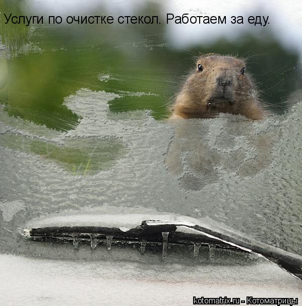 Услуги по очистке стекол. Работаем за еду.... Котоматрица: Услуги по очистке стекол. Работаем за еду.