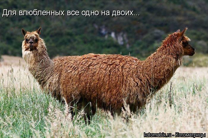 Для влюбленных все одно на двоих...... Котоматрица: Для влюбленных все одно на двоих...