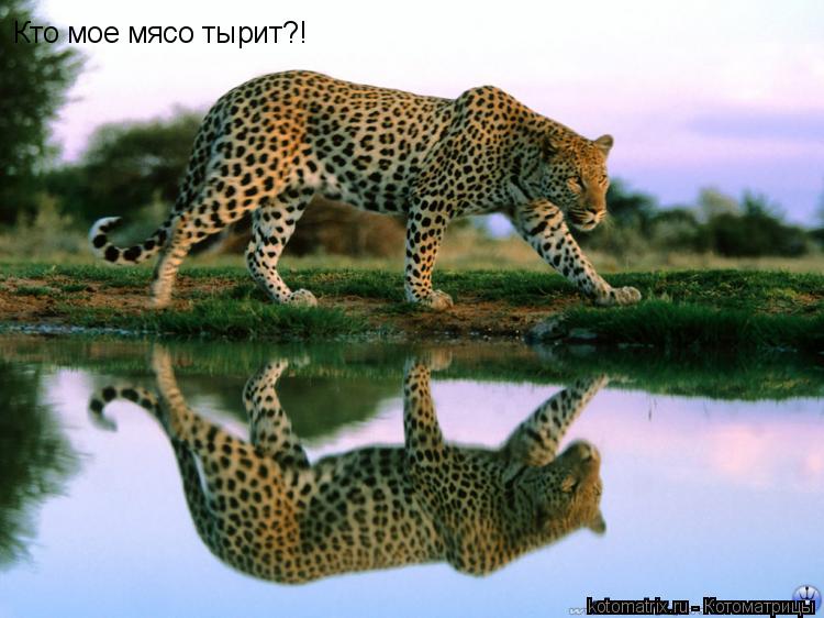Кто мое мясо тырит?!... Котоматрица: Кто мое мясо тырит?!