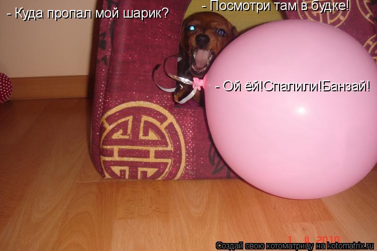 Котоматрица: - Куда пропал мой шарик? - Посмотри там в будке! - Ой ёй!Спалили!Банзай!