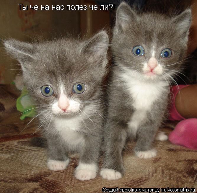 Котоматрица: Ты че на нас полез че ли?!