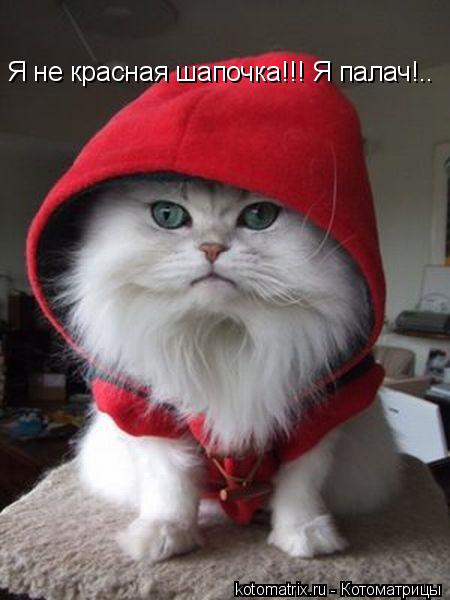 Котоматрица: Я не красная шапочка!!! Я палач!..