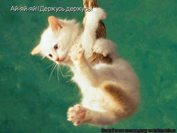 Котоматрица: Ай-яй-яй!!Держусь,держусь!