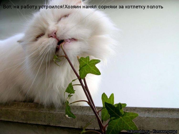 Котоматрица: Вот, на работу устроился!Хозяин нанял сорняки за котлетку полоть