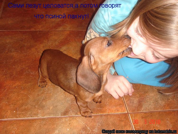 Котоматрица: Сами лезут целоватся,а потом говорят  что псиной пахнут!