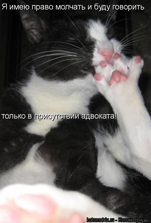 Котоматрица: Я имею право молчать и буду говорить только в присутствии адвоката!