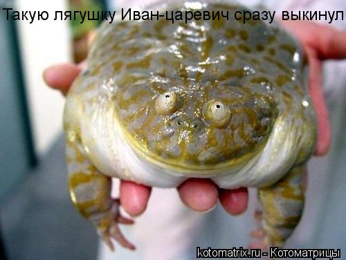 Котоматрица: Такую лягушку Иван-царевич сразу выкинул