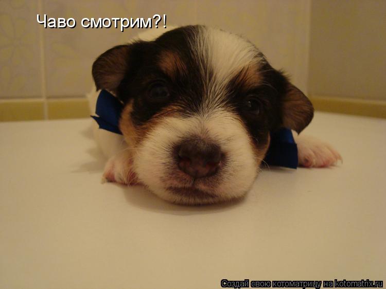 Котоматрица: Чаво смотрим?!