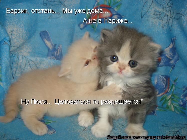 Барсик, отстань... Мы уже дома.... А не в Париже... Ну Люся... Целоваться то разрешается*... Котоматрица: Барсик, отстань... Мы уже дома.... А не в Париже... Ну Люся... Целоваться то разрешается*