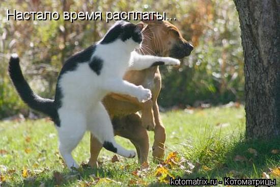 Настало время расплаты...... Котоматрица: Настало время расплаты...