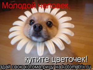 Молодой человек, купите цветочек!... Котоматрица: Молодой человек, купите цветочек!