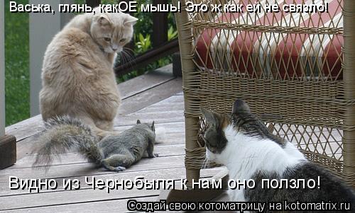 Васька, глянь, какОЕ мышь! Это ж как ей не связло! Видно из Чернобыля к нам оно ползло!... Котоматрица: Васька, глянь, какОЕ мышь! Это ж как ей не связло! Видно из Чернобыля к нам оно ползло!