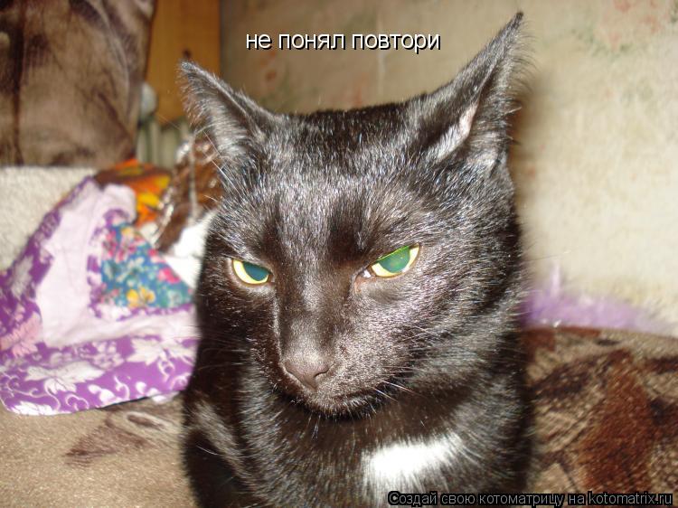 не понял повтори... Котоматрица: не понял повтори
